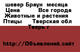 шевер Браун 2месяца › Цена ­ 200 - Все города Животные и растения » Птицы   . Тверская обл.,Тверь г.